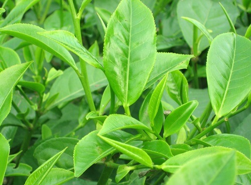 Chữa khí hư có mùi hôi tại nhà bằng lá trà xanh